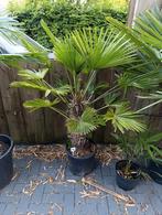 Trachycarpus wagnerianus, Tuin en Terras, Planten | Bomen, Ophalen, Zomer, Volle zon, Palmboom