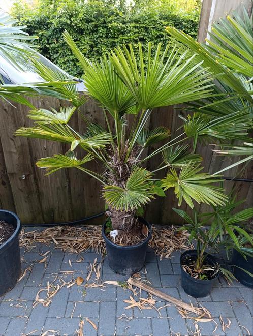 Trachycarpus wagnerianus, Tuin en Terras, Planten | Bomen, Palmboom, Volle zon, Zomer, Ophalen