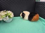 Super knap lief US Teddy cavia zeugje, Cavia, Vrouwelijk, Tam, September