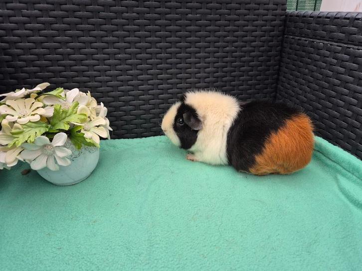 Super knap lief US Teddy cavia zeugje, Dieren en Toebehoren, Knaagdieren, Vrouwelijk, Cavia, September, Tam