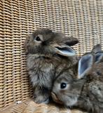 4 lieve Rex mixjes zoeken eigen plekje, Dieren en Toebehoren, Konijnen, Meerdere dieren, Middelgroot, 0 tot 2 jaar