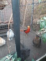 Goud fazant, Mannelijk, Overige soorten