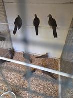 Grote  parelhals tortels, Dieren en Toebehoren, Vogels | Overige Vogels, Meerdere dieren, Tropenvogel