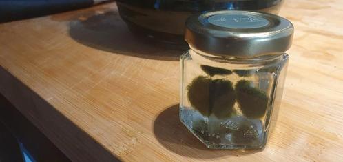 MARIMO mosballen/algenballen voor aquarium. 
Groot en klein, Dieren en Toebehoren, Vissen | Aquaria en Toebehoren, Zo goed als nieuw