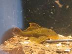 L200 green phantom pleco, Amfibie, 0 tot 2 jaar