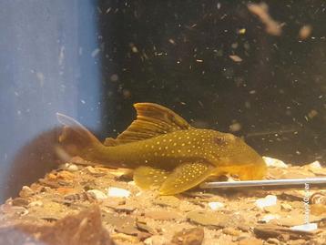L200 green phantom pleco beschikbaar voor biedingen