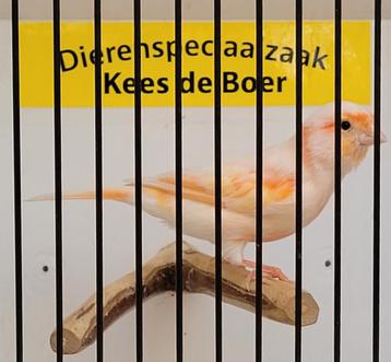 Mooie wit rode kanarie pop beschikbaar voor biedingen
