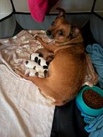 Chihuahua Kruising 2 Reutje Pups, Dieren en Toebehoren, Honden | Niet-rashonden, Reu, CDV (hondenziekte), 8 tot 15 weken, Meerdere