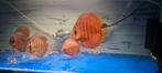 Discus 6 discusvissen tekoop €50 Aziatische vissen, Vis