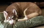 Zeer zeldzame wollige choco wooly husky pup, Dieren en Toebehoren, 8 tot 15 weken, Eén hond, Nederland, Particulier