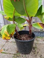 Musa Red Daca bananen plant, Ophalen, Minder dan 100 cm, Overige soorten, Volle zon