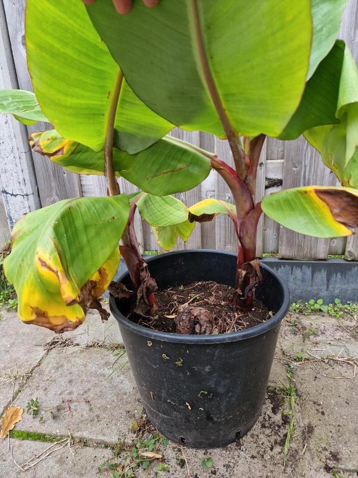 Musa Red Daca bananen plant, Tuin en Terras, Planten | Fruitbomen, Overige soorten, Minder dan 100 cm, Volle zon, Zomer, In pot