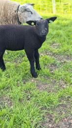 Zwarte ram, Mannelijk, Schaap, 0 tot 2 jaar