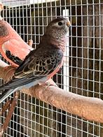 Bourke (wildkleur), Dieren en Toebehoren, Meerdere dieren, Parkiet, Geringd