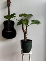 Olifantsoor plant mét pot en kruk!, Ophalen, Overige soorten, Halfschaduw, In pot