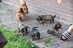 Teckel pups, Dieren en Toebehoren, Standaard, 8 tot 15 weken, Langhaar, Meerdere