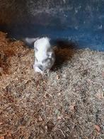 Gottinger dekbeer, Dieren en Toebehoren, Schapen, Geiten en Varkens, Mannelijk, Geit