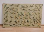 Antieke schoolplaat vogels, Antiek en Kunst, Ophalen