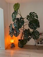 Monstera - 280 cm hoog met pot, Huis en Inrichting, Kamerplanten, Overige soorten, Halfschaduw, In pot, 200 cm of meer