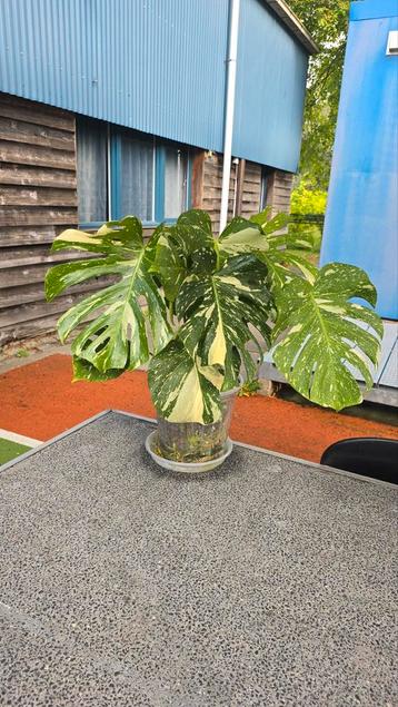 Monstera Thai Constellation 2 planten in 1 pot beschikbaar voor biedingen
