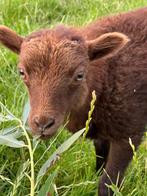 RASZUIVER ram lammetje OUESSANT bruin, Mannelijk, Schaap, 0 tot 2 jaar