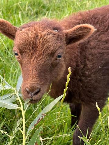 RASZUIVER ram lammetje OUESSANT bruin beschikbaar voor biedingen