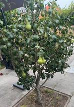 Perenboom laagstam conference, Ophalen, Lente