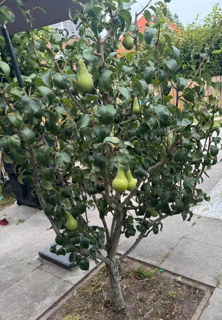 Perenboom laagstam conference, Tuin en Terras, Planten | Fruitbomen, Lente, Ophalen