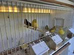 Kanaries te koop, Dieren en Toebehoren, Vogels | Kanaries, Meerdere dieren, Zangkanarie