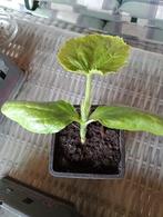 Biologische Courgette planten, Halfschaduw, Zomer, Ophalen, Groenteplanten