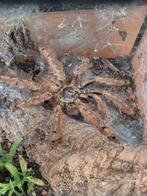 Stromatopelma calceatum, inclusief terrarium, Dieren en Toebehoren, Insecten en Spinnen, Spin of Schorpioen