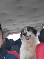 Anciana zoekt een fijn huisje, Dieren en Toebehoren, Honden | Niet-rashonden, Particulier, 1 tot 2 jaar, Buitenland, Teef