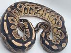 Ballpython- koningspython- python regius, Slang, 0 tot 2 jaar