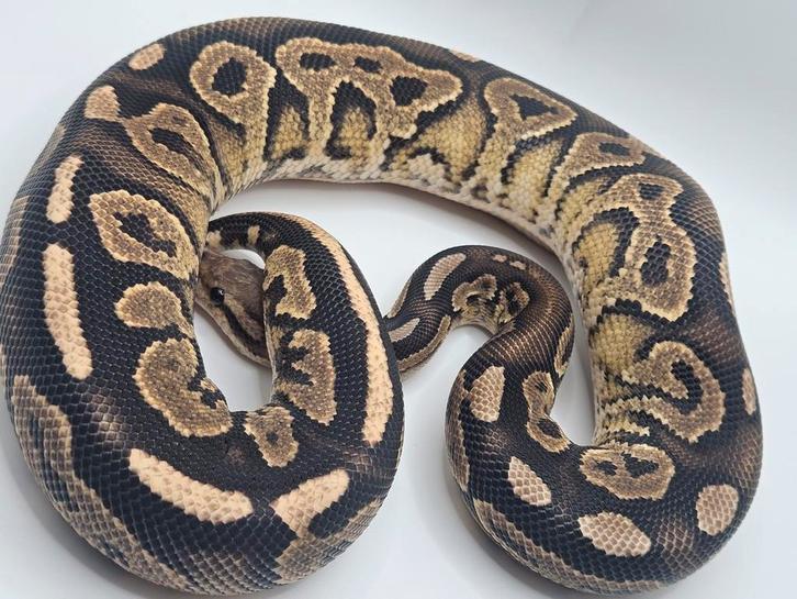 Ballpython- koningspython- python regius