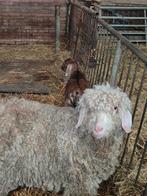 Angora geit, Dieren en Toebehoren, Vrouwelijk, Dwerg