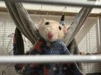 Zusjes ratten, peach en cookie zoeken een nieuw huisje, Dieren en Toebehoren, Knaagdieren, Rat, Vrouwelijk, Januari, Tam