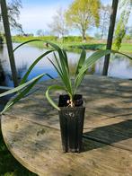 Sabal Miamiensis - Miami palmetto, Minder dan 100 cm, Zomer, Palmboom, Ophalen