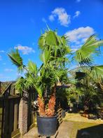 PALMEN, OLIJFBOMEN & ANDERE MEDITERRANE BOMEN & PLANTEN, In pot, Halfschaduw, Ophalen of Verzenden, 100 tot 250 cm