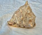 Schelp, Verzamelen, Mineralen en Fossielen, Ophalen, Schelp(en)