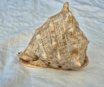 Schelp beschikbaar voor biedingen