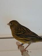 Kanarie pop 2025, Dieren en Toebehoren, Vogels | Kanaries, Vrouwelijk, Kleurkanarie