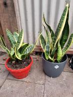 Planten, Ophalen of Verzenden, Halfschaduw, Minder dan 100 cm