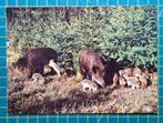 Everzwijnen met biggen, Ophalen of Verzenden, 1980 tot heden, Ongelopen, Wild dier