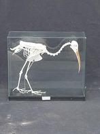Gemonteerd skelet van een zwarte  Ibis, Verzamelen, Ophalen, Zo goed als nieuw, Vogel, Overige typen