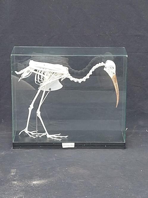 Gemonteerd skelet van een zwarte  Ibis, Verzamelen, Dierenverzamelingen, Zo goed als nieuw, Overige typen, Vogel, Ophalen