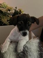 Jack russel pups, Dieren en Toebehoren, Honden | Jack Russells en Terriërs, Rabiës (hondsdolheid), Jack Russell Terriër, 8 tot 15 weken