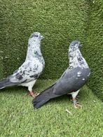 Perzische Hoogvliegers, Dieren en Toebehoren, Meerdere dieren