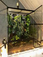 Wimpergekko met terrarium en alle toebehoren, Dieren en Toebehoren, Reptielen en Amfibieën, Met terrarium, Hagedis, 3 tot 6 jaar
