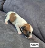 Jackrussel/boerenfox  pups, 8 tot 15 weken, Meerdere, Meerdere dieren, Nederland