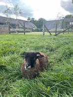 Quesant, Dieren en Toebehoren, Schapen, Geiten en Varkens, Mannelijk, Schaap, 0 tot 2 jaar